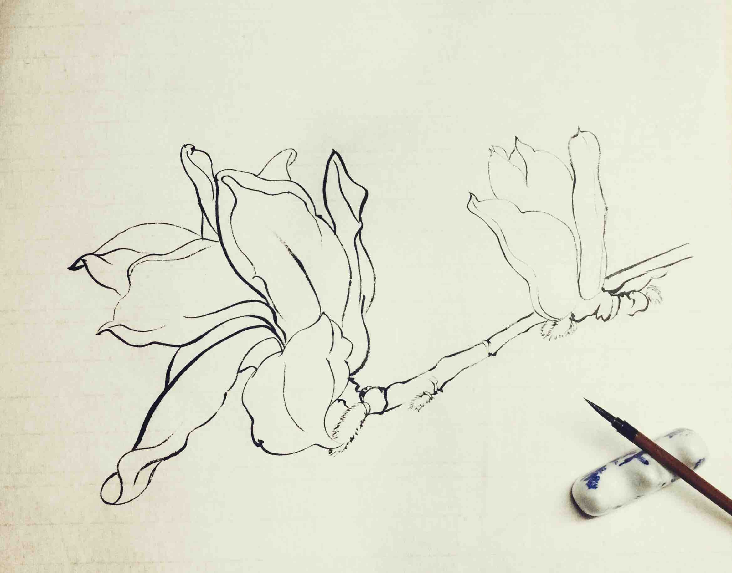 白描玉兰花